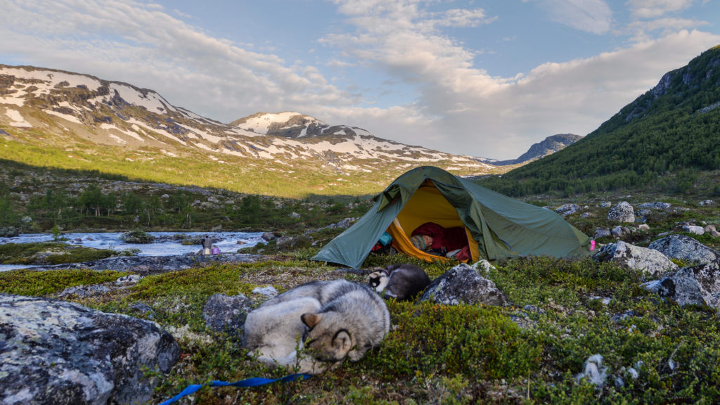 Telt og hund i forgrunn og fjell i bakgrunnen